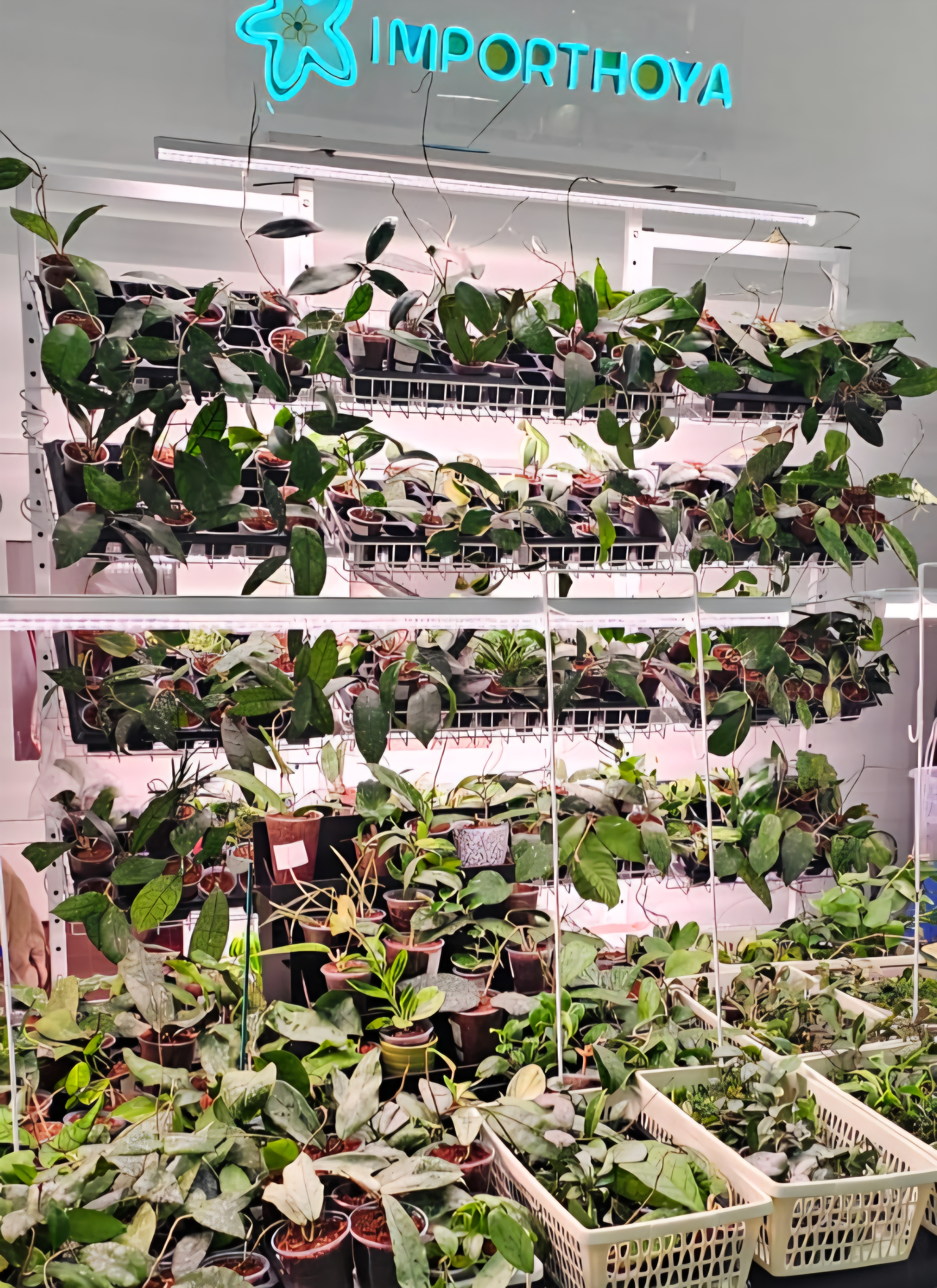 Importhoya на выставке Осенний MONSTERRIUM 2025