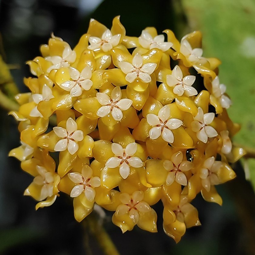 Hoya Kalimantan