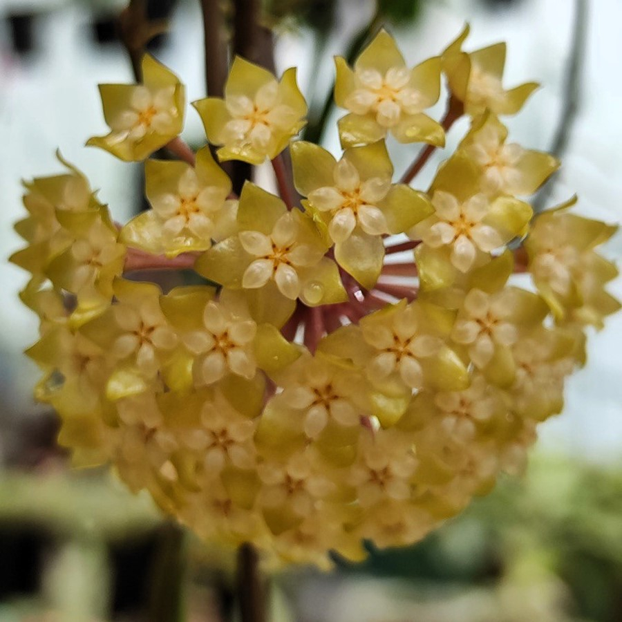 Hoya Meredithii
