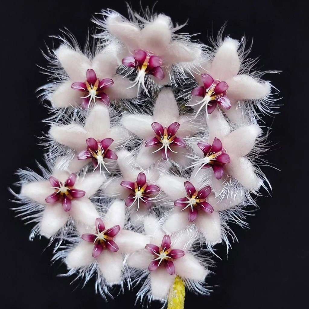 Hoya Caudata