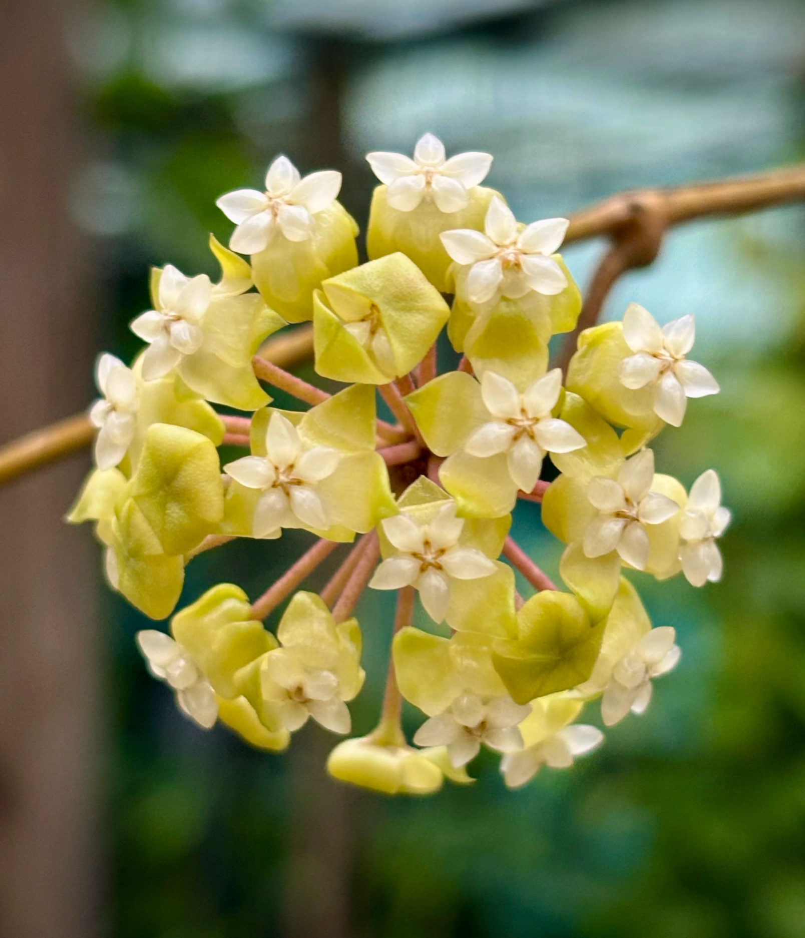 Hoya Meredithii