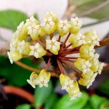 Hoya Sp. Aceh Permata Hijau
