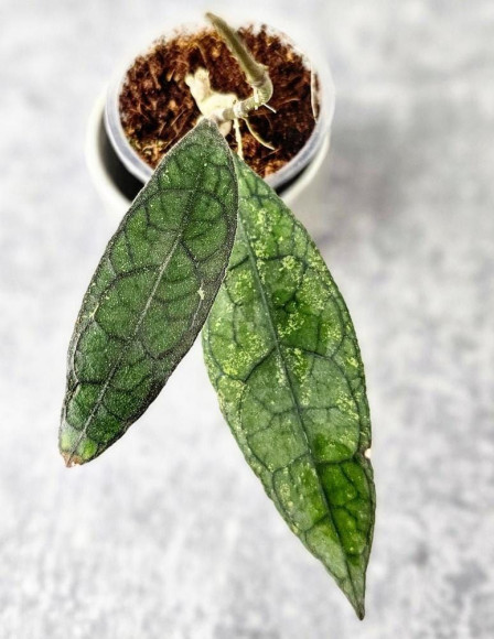 Hoya Clemensiorum Aceh #025                                                                 