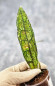 Hoya Clemensiorum Aceh ar #104