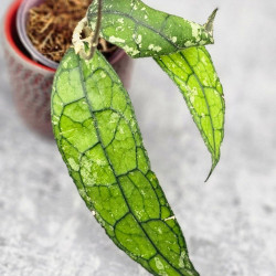 Hoya Clemensiorum Borneo #001 