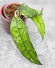 Hoya Clemensiorum Borneo #001 