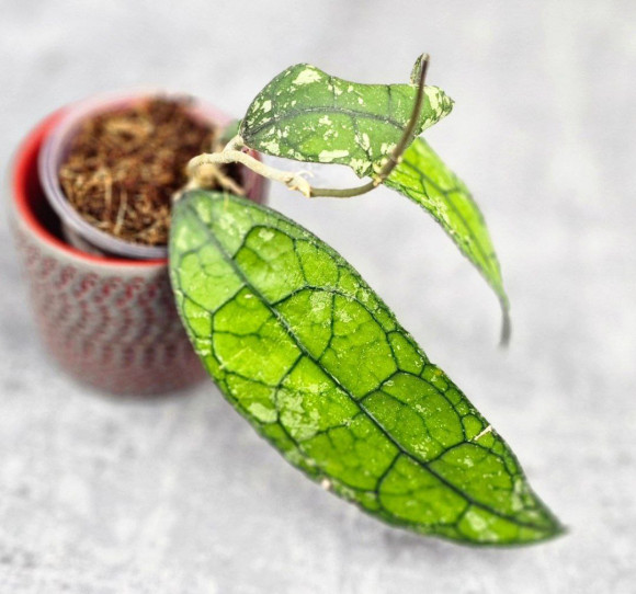 Hoya Clemensiorum Borneo #001 Hoya Clemensiorum Borneo #001