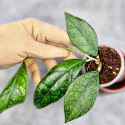 Hoya Clemensiorum Sarawak #002     