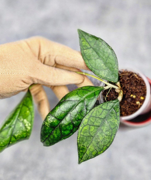 Hoya Clemensiorum Sarawak #002     