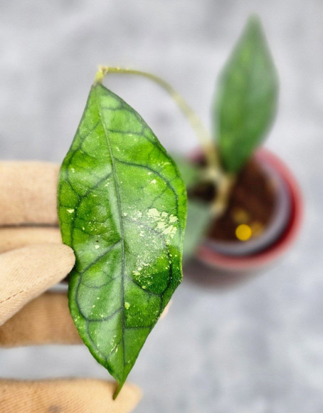 Hoya Clemensiorum Sarawak #002 Hoya Clemensiorum Sarawak #002