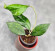 Hoya Clemensiorum Sarawak #002     