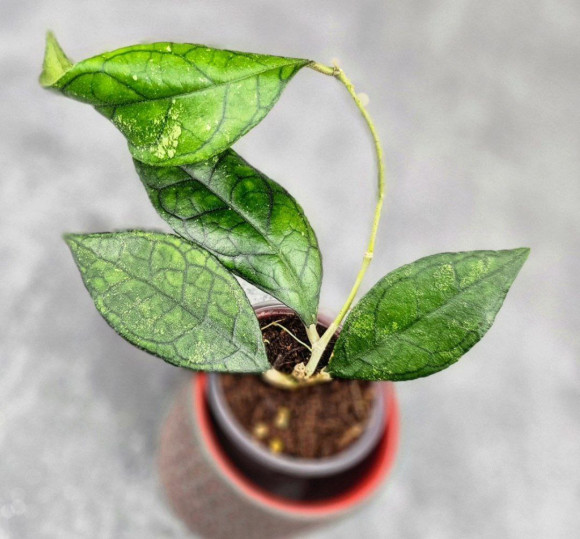 Hoya Clemensiorum Sarawak #002 Hoya Clemensiorum Sarawak #002