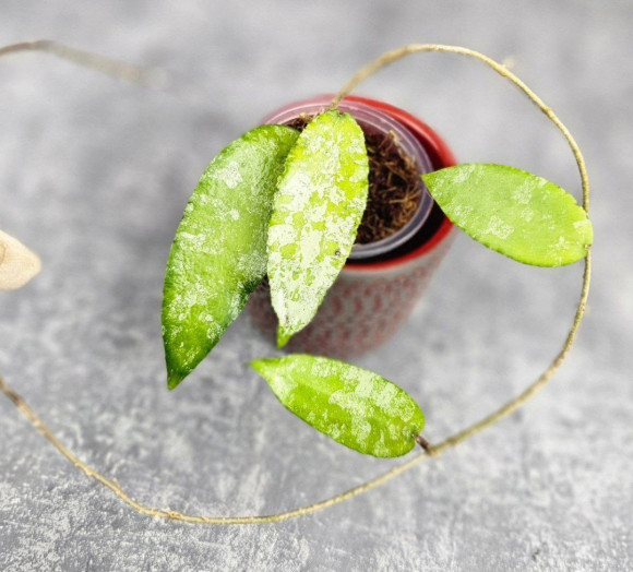 Hoya Caudata Aceh Hoya Caudata Aceh