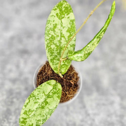 Hoya Kalimantan Silver Hoya Kalimantan Silver