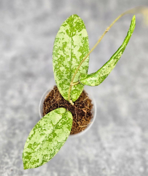 Hoya Kalimantan Silver 