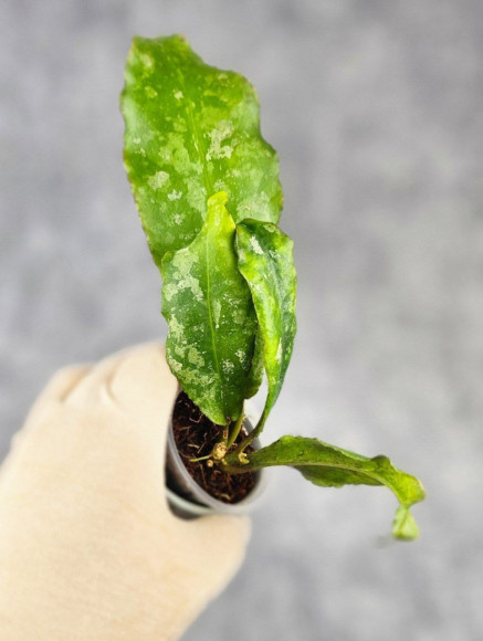 Hoya Undulata Army Hoya Undulata Army