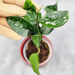 Hoya Sp Megatan East Java  