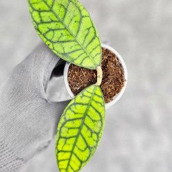 Hoya Calistophylla Splash   