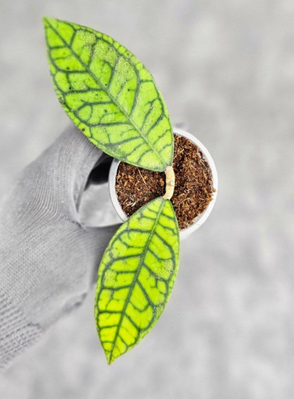 Hoya Calistophylla Splash Hoya Calistophylla Splash