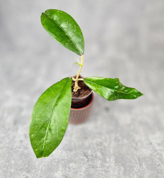 Hoya Sp. Aceh Canoe Hoya Sp. Aceh Canoe
