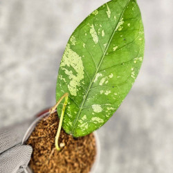 Hoya Sp. Aceh Sarami 