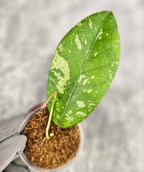 Hoya Sp. Aceh Sarami Hoya Sp. Aceh Sarami