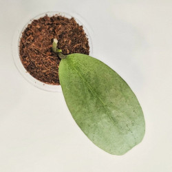 Hoya Ellira 