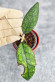 Hoya Clemensiorum Aceh #001