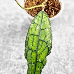 Hoya Clemensiorum Aceh #025                                                                  