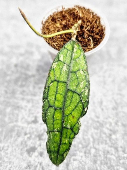 Hoya Clemensiorum Aceh #025                                                                  