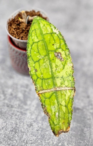 Hoya Clemensiorum Aceh ar #105