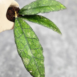 Hoya Clemensiorum Borneo #004