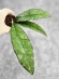 Hoya Clemensiorum Borneo #004