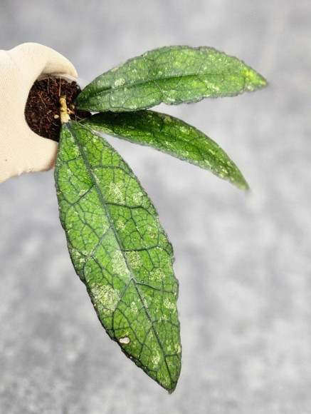 Hoya Clemensiorum Borneo #004