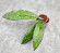 Hoya Clemensiorum Borneo #004