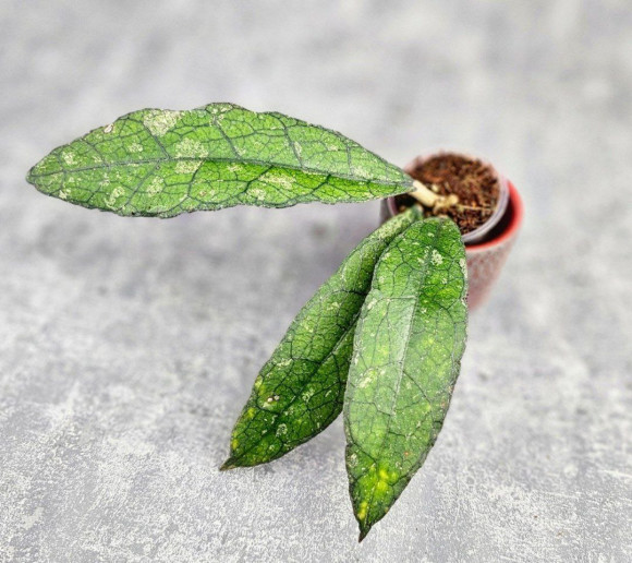 Hoya Clemensiorum Borneo #004 Hoya Clemensiorum Borneo #004