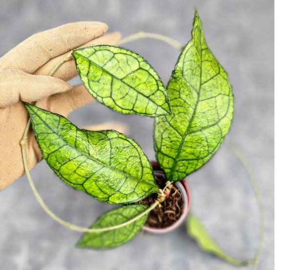 Hoya Clemensiorum Sarawak #002      