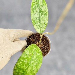 Hoya Kalimantan Silver 