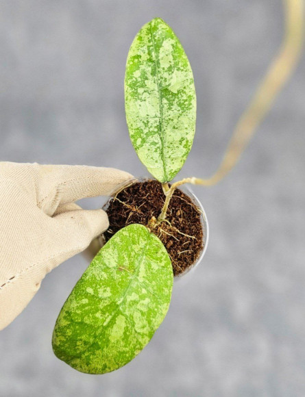 Hoya Kalimantan Silver 