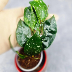 Hoya Sp Megatan East Java 