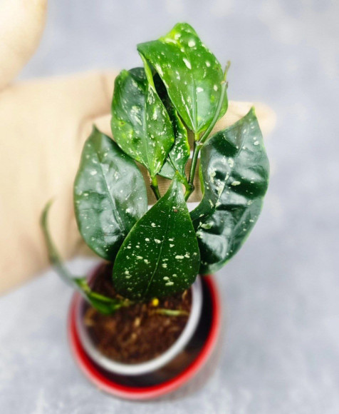 Hoya Sp Megatan East Java 