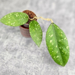 Hoya Sp. Aceh Sarami 