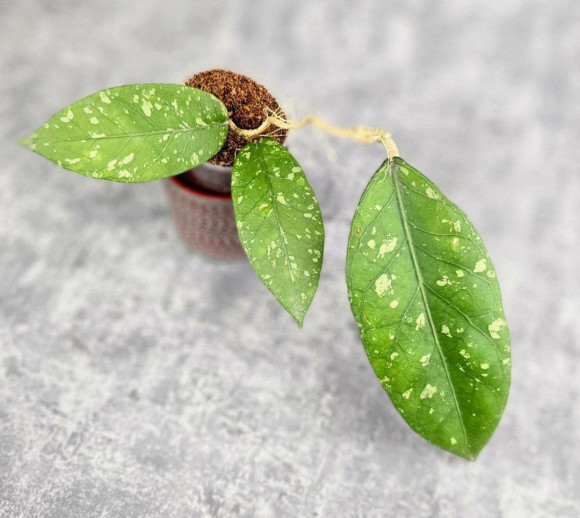Hoya Sp. Aceh Sarami 