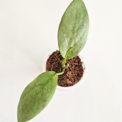 Hoya Ellira 