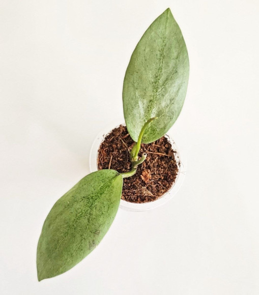 Hoya Ellira 