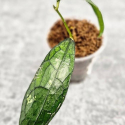 Hoya Clemensiorum Aceh #025                                                                   