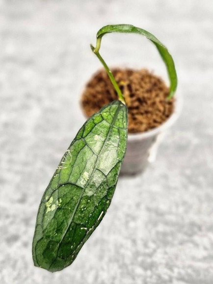Hoya Clemensiorum Aceh #025                                                                   