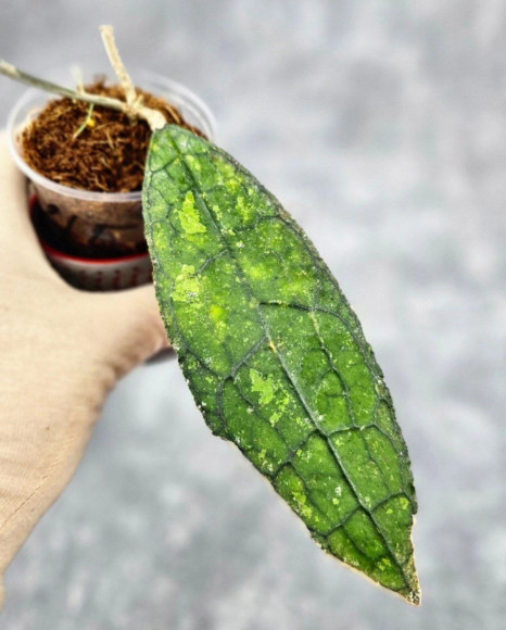 Hoya Clemensiorum Aceh ar #106