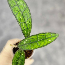 Hoya Clemensiorum Borneo #004 