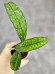 Hoya Clemensiorum Borneo #004 